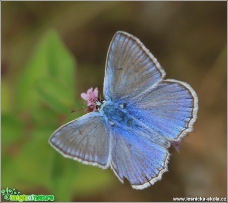 Modrásek hnědoskvrnný (sameček) - Polyommatus icarus - Foto Monika Suržinová