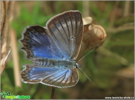 Modrásek hnědoskvrnný (samička) - Polyommatus icarus - Foto Monika Suržinová