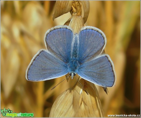 Modrásek jehlicový (sameček) - Polyommatus icarus - Foto Monika Suržinová