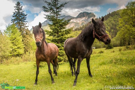 Koně na horách - Foto Jozef Pitoňák (5)