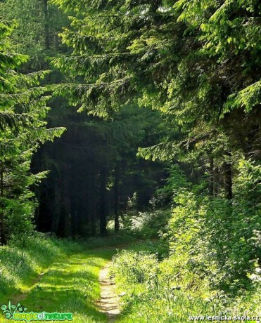 V lesích - Foto Jiří Havel