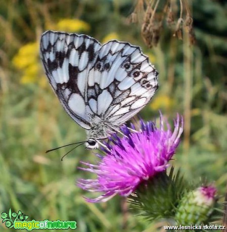 Krása motýlích křídel - Foto Jiří Havel (4)