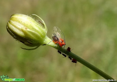 Bohatý svět hmyzu - Foto Miloslav Míšek (14)