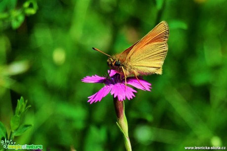 Bohatý a krásný svět hmyzu - Foto Lída Burešová (10)