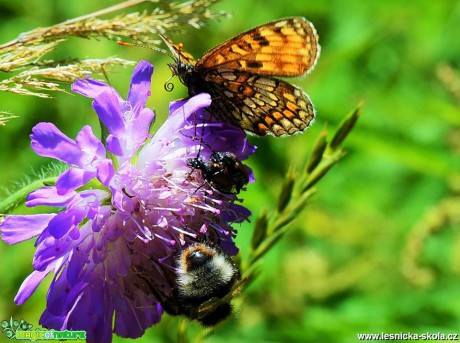 Bohatý a krásný svět hmyzu - Foto Lída Burešová (12)
