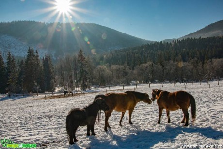 Koně na horách - Foto Jozef Pitoňák 0117  (2)