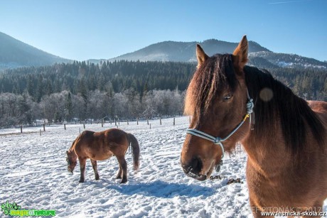 Koně na horách - Foto Jozef Pitoňák 0117  (3)