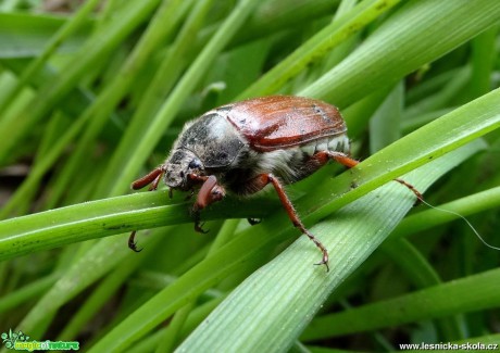 Pohled do světa hmyzu - Foto Miloslav Míšek 0617 (2)