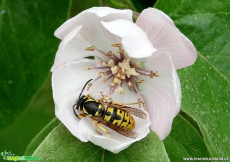 Pohled do světa hmyzu - Foto Miloslav Míšek 0617 (3)