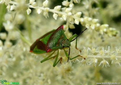 Pohled do světa hmyzu - Foto Miloslav Míšek 0617 (9)