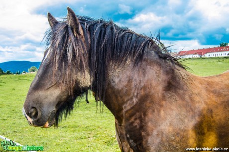 Koně ve Chvojně - Foto David Hlinka 0817 (3)