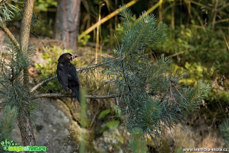 Kos černý - Turdus merula - Foto Lukáš Zahrádka 0917 (1)