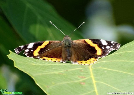 Fotografování motýlů - Foto Miloslav Míšek 1117 (5)