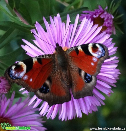 Fotografování motýlů - Foto Miloslav Míšek 1117 (3)