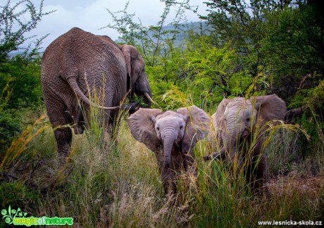 Sloni z národního parku Pilanesberg - Foto Ladislav Hanousek 0318