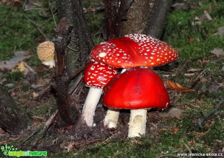 Krása a pestrost houbového světa - Foto MIloslav Míšek 0318 (3)