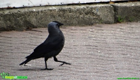 Kavka obecná - Corvus monedula - Foto Karel Kříž