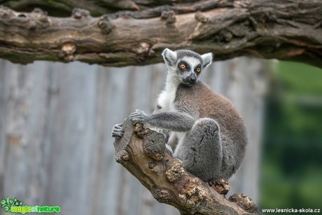 Lemur z chlebské ZOO - Foto Jana Vondráčková 0618 (1)
