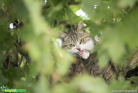 Kočka v koruně stromu - Foto Jana Vondráčková 0918