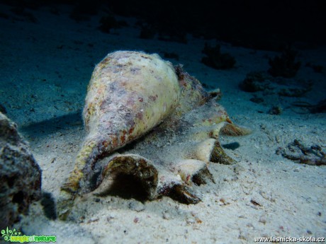 Podmořský život v Rudém moři - Foto Tomáš Kunze 0319 (6)