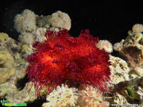 Podmořský svět Rudého moře - Foto Tomáš Kunze 0319 (11)
