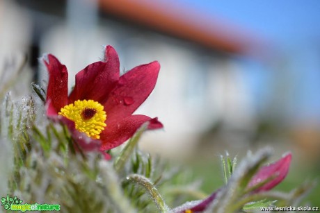 Jarní květy - Foto Marie Vykydalová 0419 (10)
