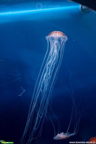 Ve světě medúz - Foto Jiří Křivánek 0120 (3)