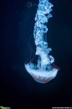 Ve světě medúz - Foto Jiří Křivánek 0120 (4)