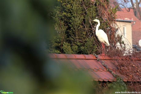 Neobvyklé přistání - volavka bílá - Foto Rasťo Salčík 0220
