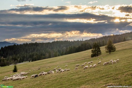Pstva ovcí na horách - Foto Jozef Pitoňák 0520 (7)