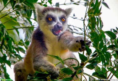Madagaskar - Foto Ladislav Hanousek 1020 (4)