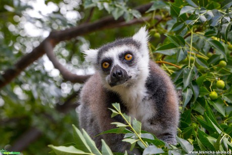 Madagaskar - Foto Ladislav Hanousek 1020 (6)