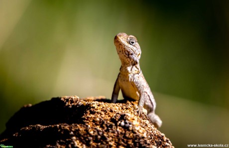 Madagaskar - Foto Ladislav Hanousek 1020 (9)