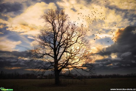 Ptačí strom - Foto Jana Vondráčková 0121