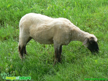 Ovce - Foto Eliška Devátá
