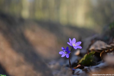 Kvetoucí Litovelské Pomoraví - Foto Marie Vykydalová 0421 (1)