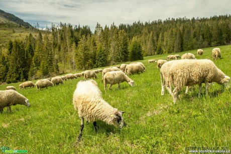 Pastva ovcí na horách - Foto Jozef Pitoňák 0521 (3)