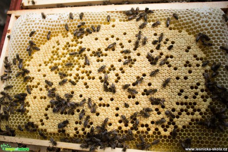 Včelaření - Foto Lukáš Málek 0621 (2)