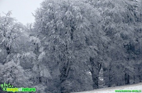 Zimní les - Foto Karel Kříž (3)