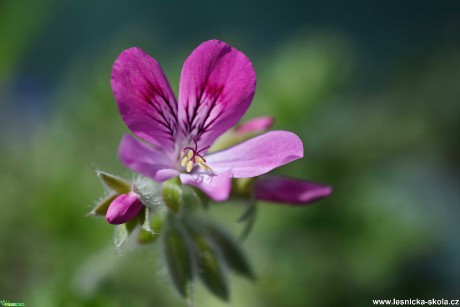 Obdivuhodná krása květů - Foto Marie Vykydalová 0421 (1)