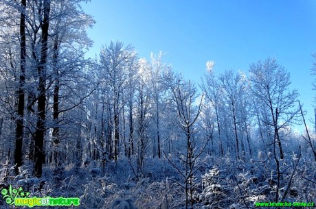 Zimní les - Foto Karel Kříž (13)