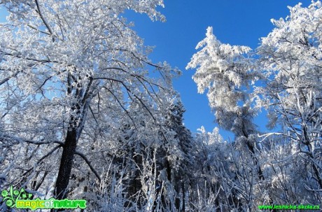 Zimní les - Foto Karel Kříž (16)