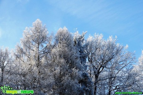 Zimní les - Foto Karel Kříž (20)