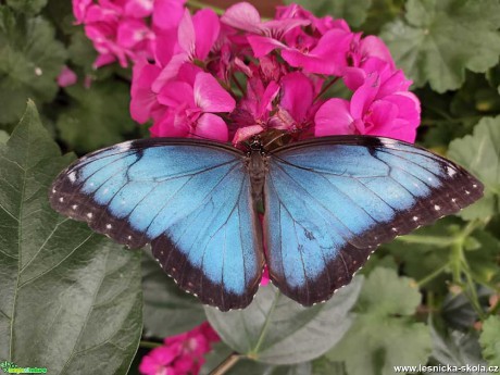 Motýli z Florcentra Olomouc - Foto Marie Vykydalová 0621 (6)