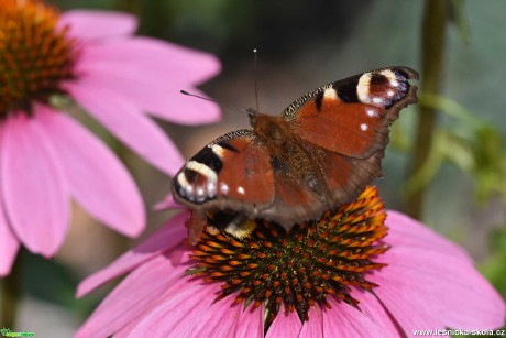 Do přírody za motýly - Foto Marie Vykydalová 0821 (4)
