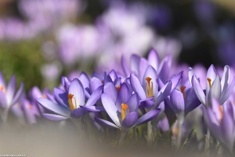 Šafránové květy - Foto Marie Vykydalová 0322