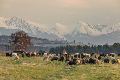 Pastva na slovenských horách - Foto Jozef Pitoňák 0422 (8)