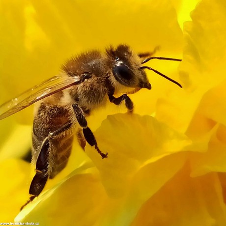 Včela v narcisu - Foto Adriana Simandlová 0422