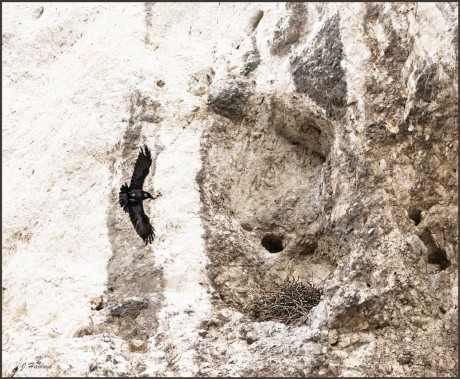Krkavec staví hnízdo - Foto Jitka Havlová 0623