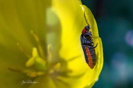 Ukrytý v tulipánu - Foto Jana Vondráčková 0523